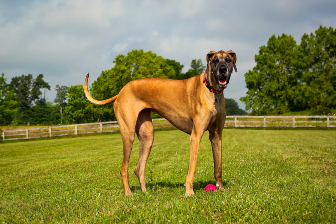 Top 15 Biggest Dogs In The World Pet Comments