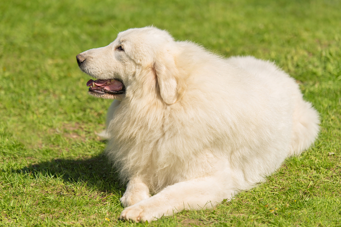 Great Pyrenees