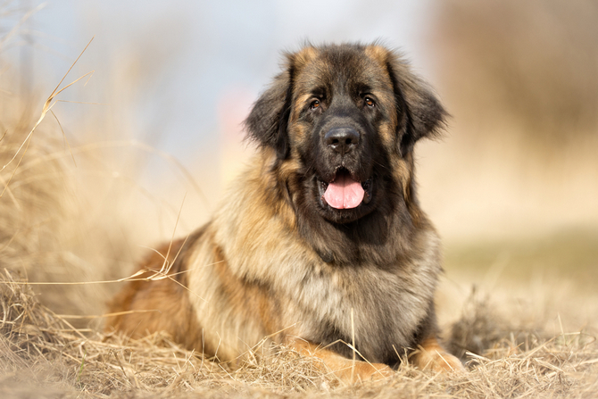 Leonberger