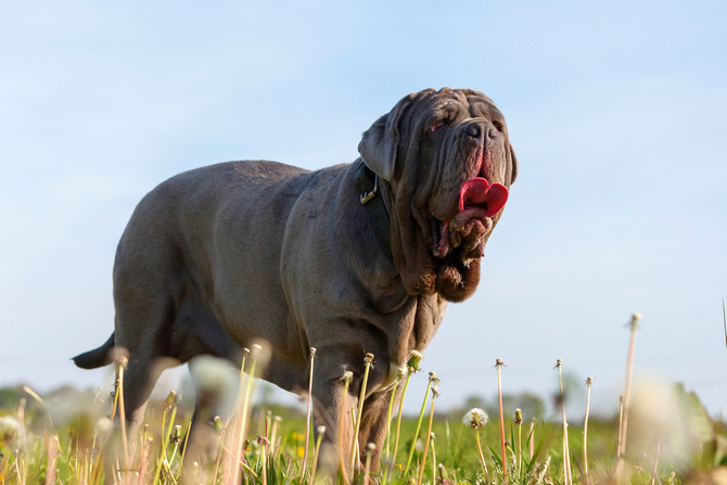 Neapolitan Mastiff