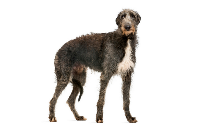 Scottish Deerhound