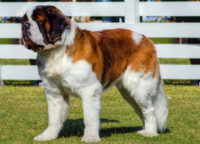 Saint Bernard