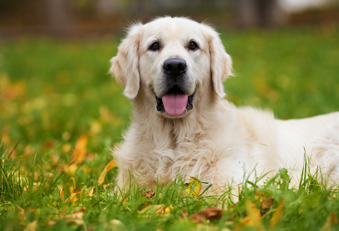 golden retriever puppy