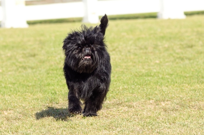 Affenpinscher