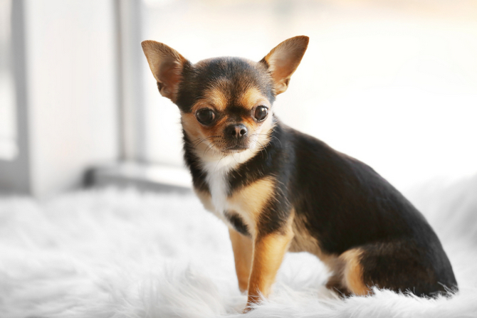 small dog breeds that dont shed