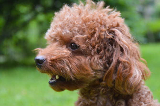 Teacup Poodle