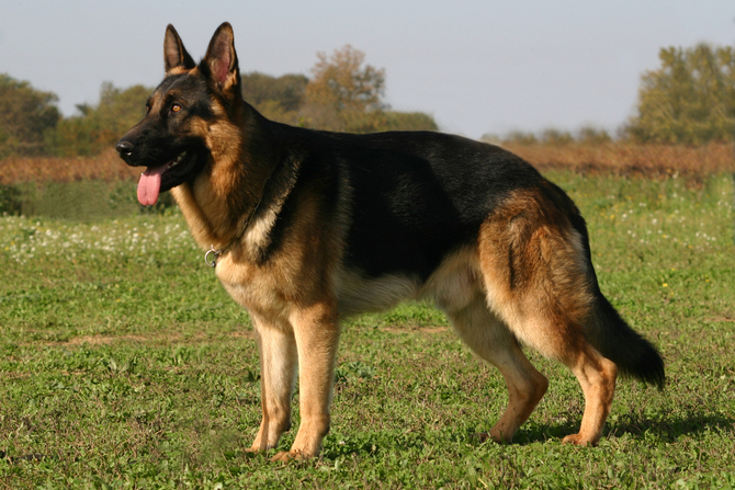 German Shepherd