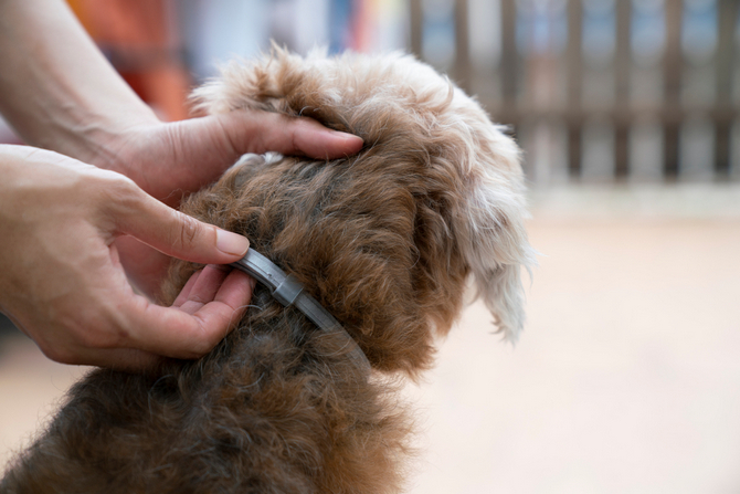 woman wearing collar dog kill