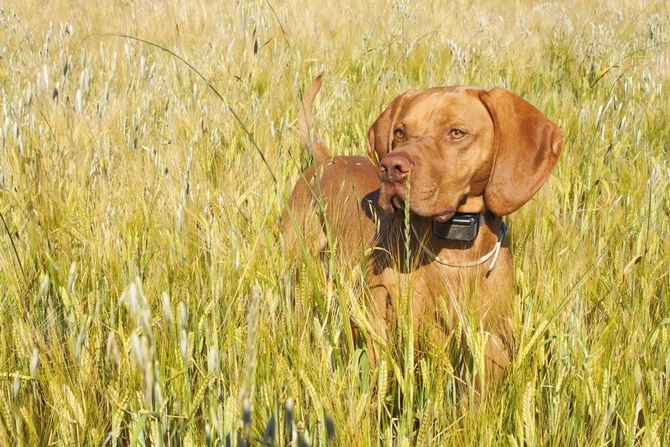 best bark collar