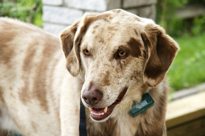 dog with collar