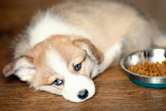 best low fat canned dog food for pancreatitis