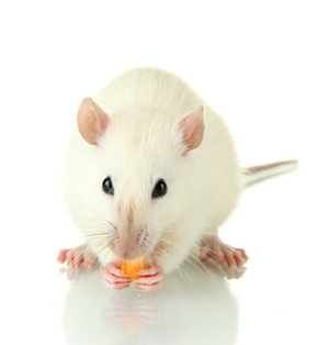 Best Dry Food for Rats