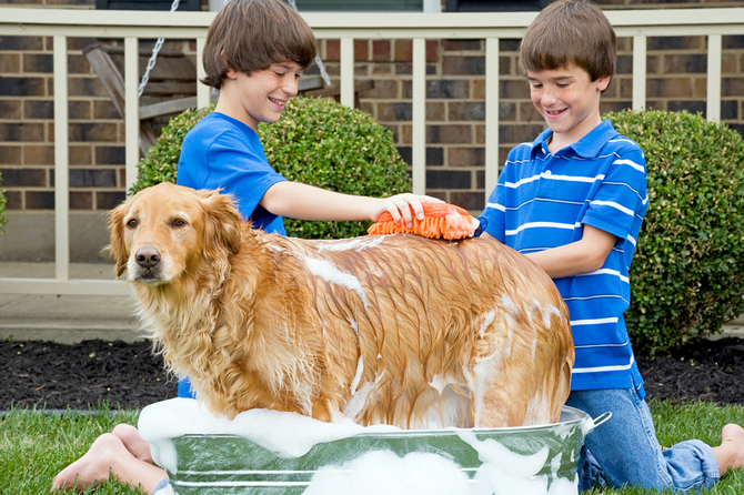 boys giving dog a bath