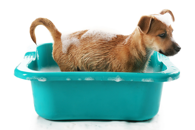 puppy bath