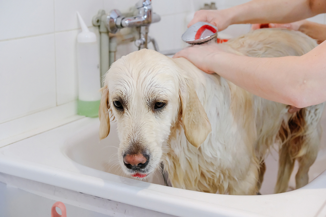 dog in bath