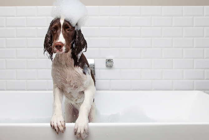 dog in a bathtub