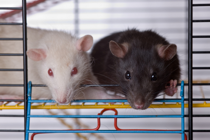 two curious rats