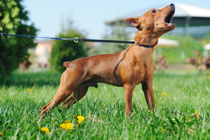 barking puppy