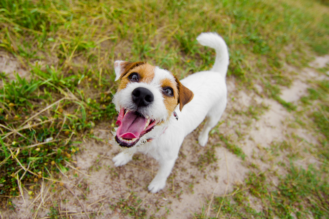 cute barking dog