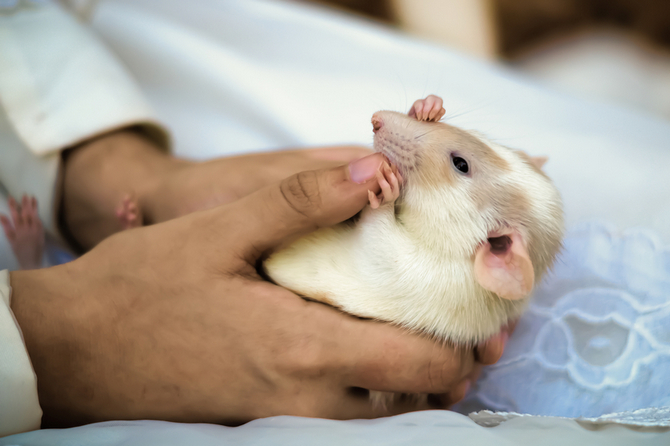 Dumbo Rat As A Pet Pet Comments