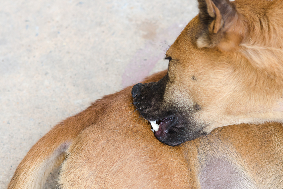 Fire ant bites on dogs stomach