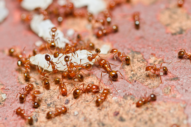 what do ant bites look like on a dog