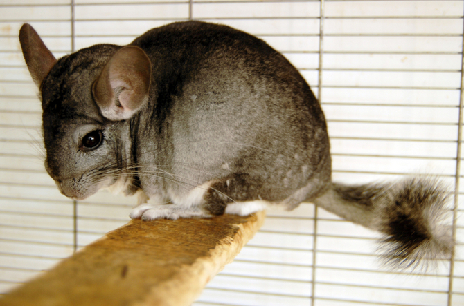 chinchilla cage cost