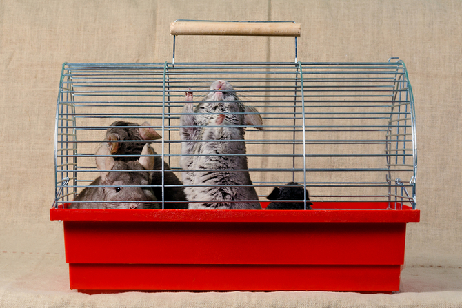 chinchilla in cage