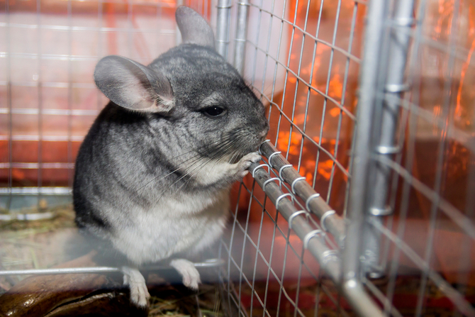 chinchilla escaped cage