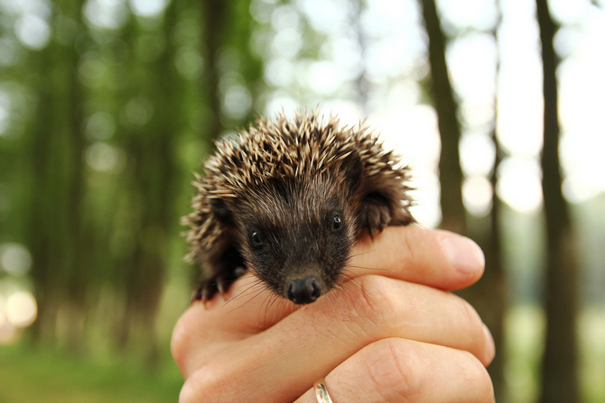 hedgehog in hand