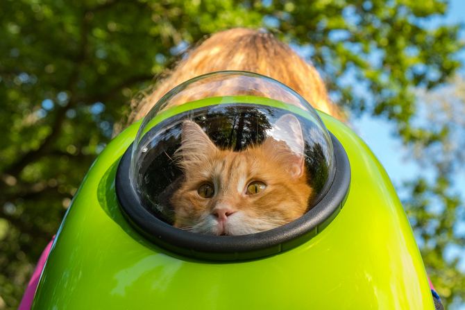 cat in a rucksack