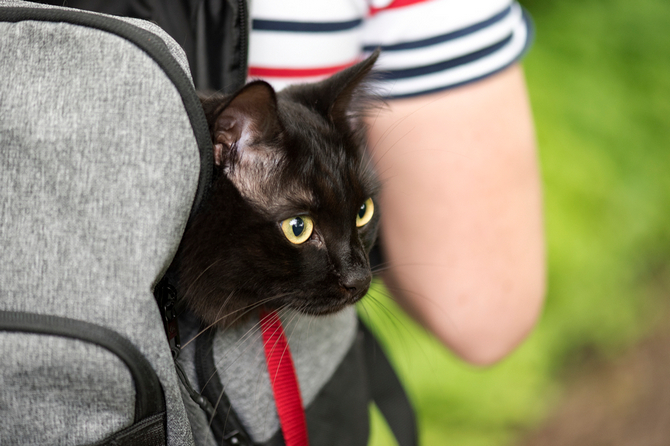 cat backpack