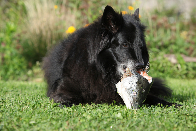 dog eating fresh fish