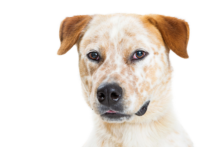 can you reverse kidney failure in dogs