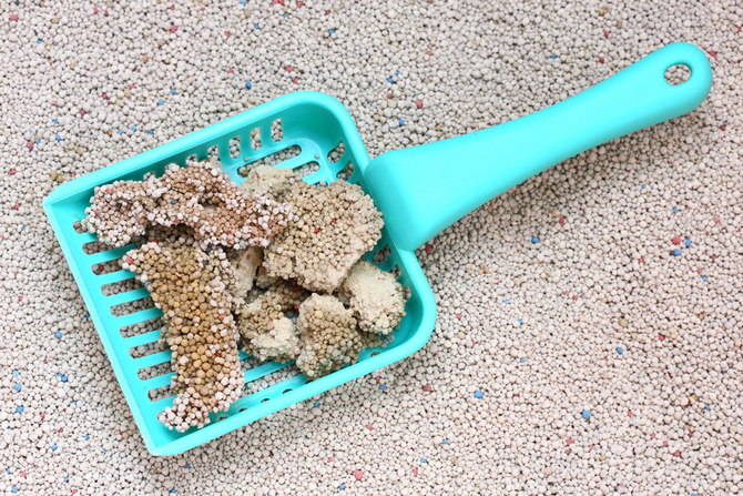 cat litter with cat sand