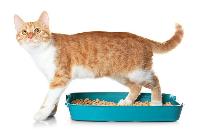 clumping cat litter