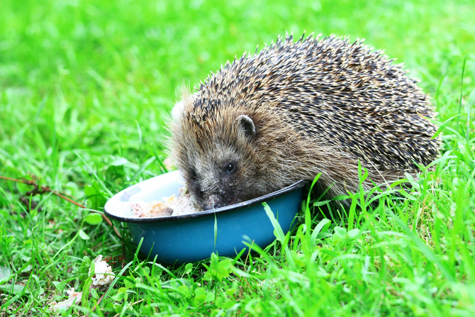 hedgehog food