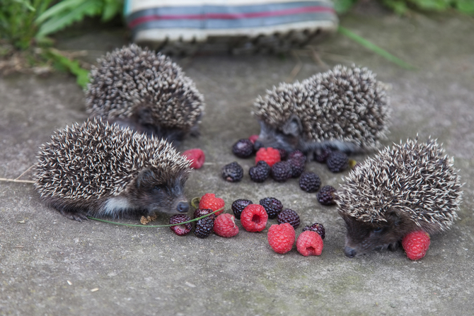 Image result for hedgehogs eating