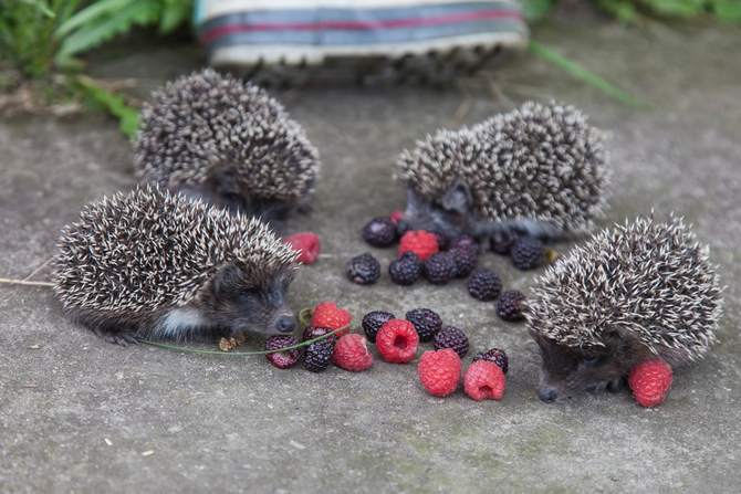 young hedgehog eat