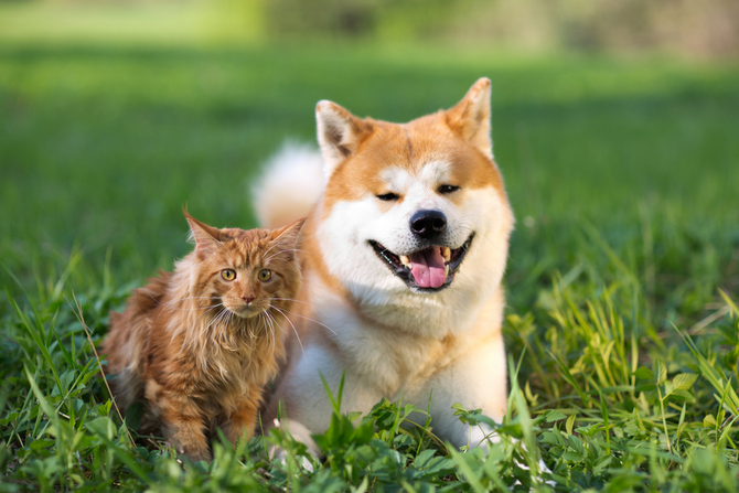 dog and cat friends