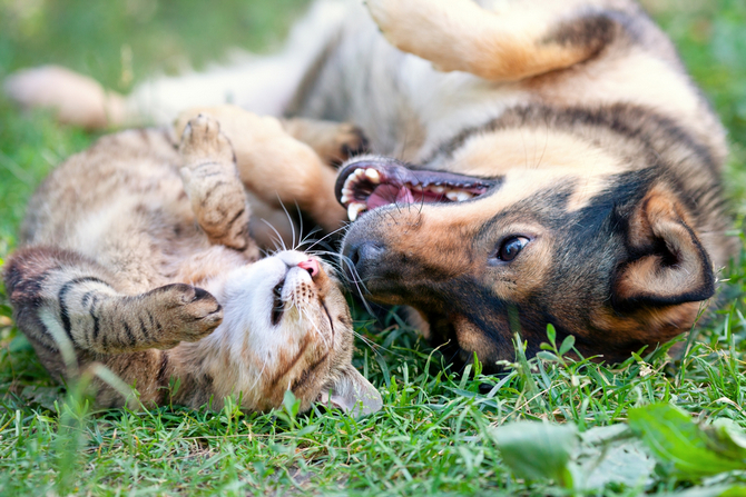 dog and cat playing together