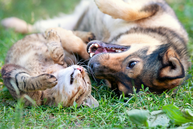 are cats or dogs better with babies