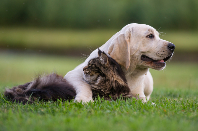 are cats or dogs better with babies