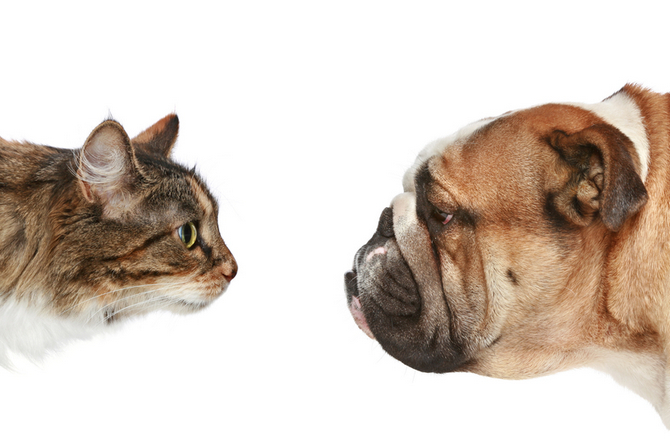 worst dog breeds for cats