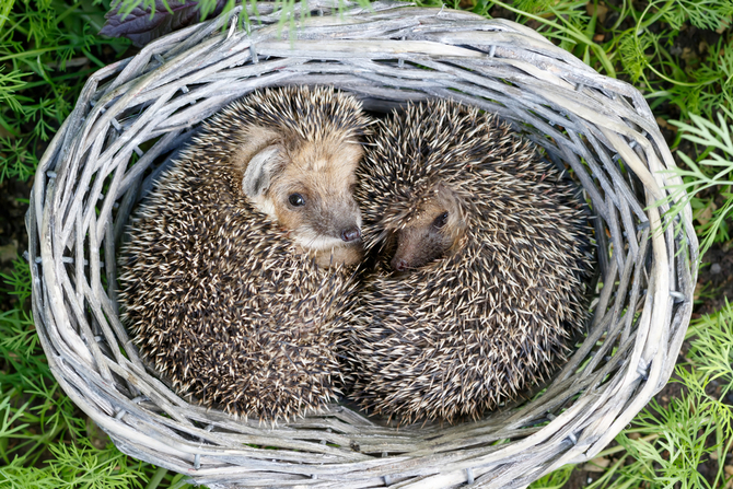 two cute young hedgehogs