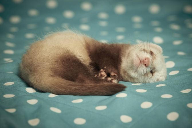 ferret sleeping