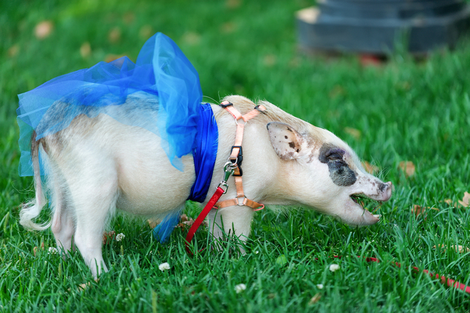 cute teacup pig