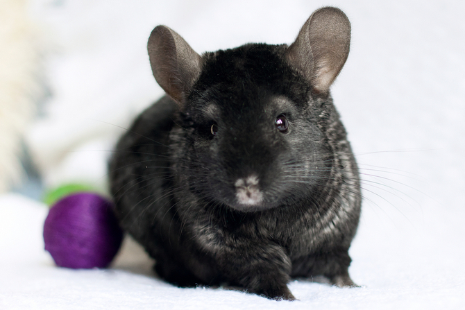 Pet Chinchilla