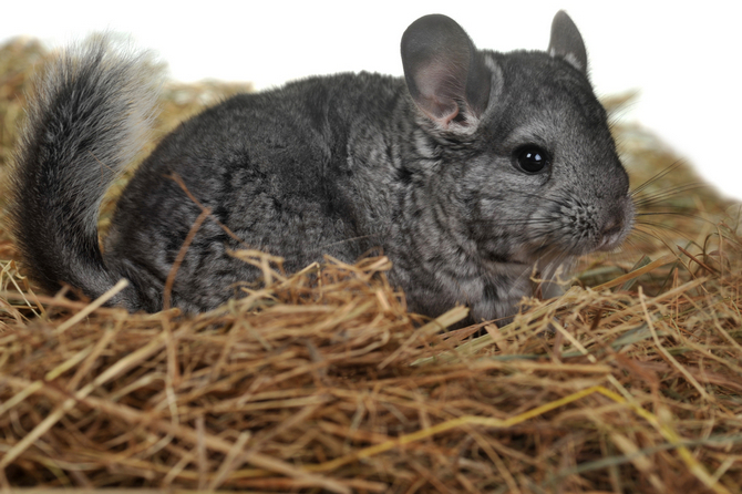 chinchilla pet animals