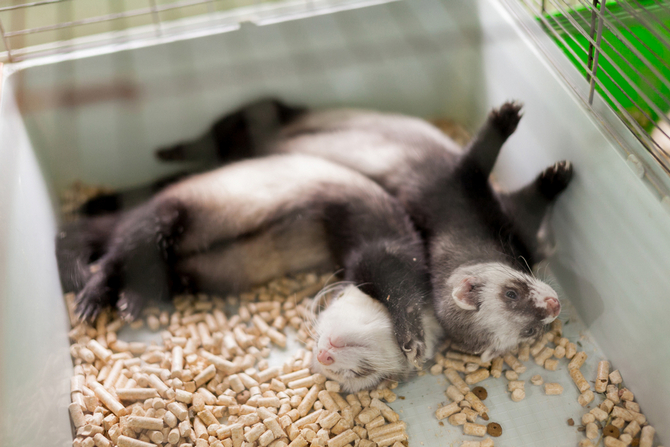 cute baby ferrets